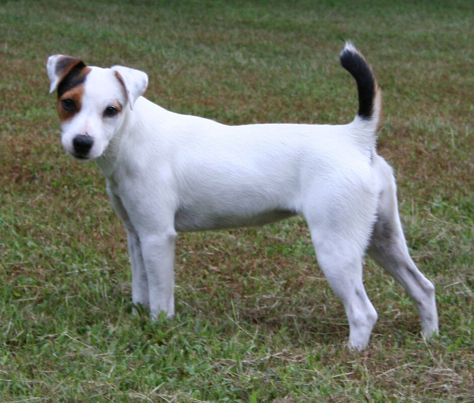 For Sale "Smilin' Jack" Russell Terriers