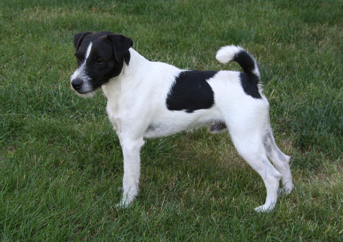 For Sale "Smilin' Jack" Jack Russell Terriers